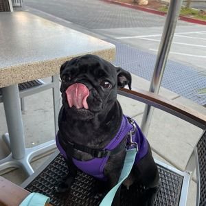 Meet your Posher, Evangeline